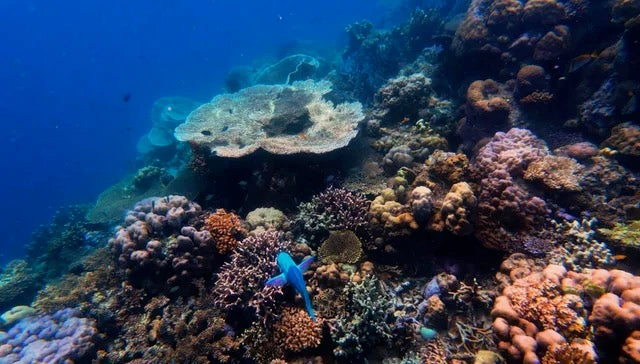 Private Island Hopping Triangle - Full Day Tours - Pass Island, Luzong Gunboat, Coral Gardens - Prices per Boat boat