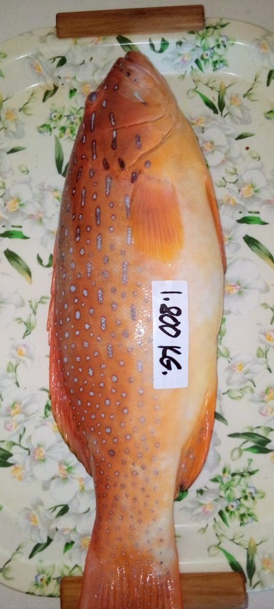 Lapu Lapu 1kg